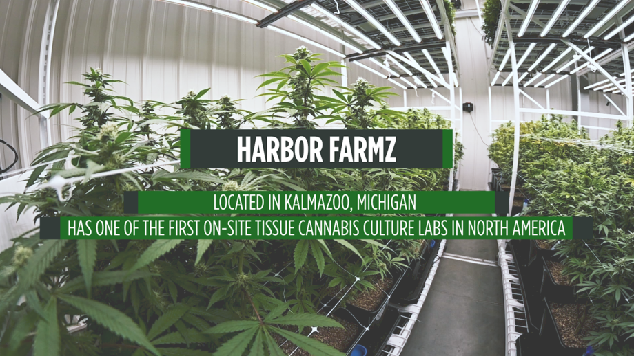 How did one of Montel's vertical farming solutions help this grow facility's Plant  Tissue Culture Lab??